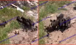 Antalya'da çok sayıda domuz görüntülendi!