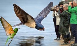 Antalya'da 120'nin üzerinde kuş türü gözlemlendi