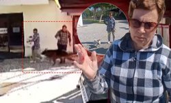 Antalya'da evcil köpek sahibini hastanelik etti!