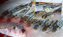 Akdeniz ve Ege'de binlerce balon balığı yakalandı: İstilacı türde büyük düşüş!