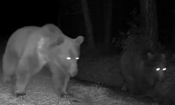 Fotokapanlar kaydetti: Boz ayılar böyle görüntülendi