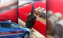 Antalya'da horoz dövüşüne jandarma baskını!