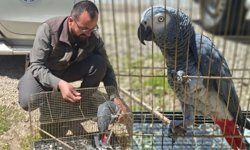 Antalya'da belgesiz papağan ele geçirildi: İşletme sahibine ceza kesildi