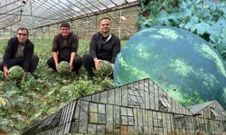 Antalya'da hasat heyecanı: Karpuzlar tezgahlara iniyor