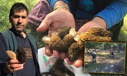 Antalya'da altın değerinde mantar: Kilosu bin 500 liradan satılıyor