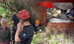 Antalya'da mağaraya düşen inek kurtarılamadı!