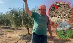 Antalya'da karpuz serasında yılan paniği!