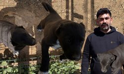 Antalya'da tepki çeken görüntüler sonrası üreticiye ceza yağdı!