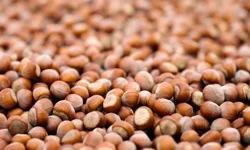 16 Nisan 2026 Perşembe fındık fiyatları ne kadar? İl il fındık fiyatları