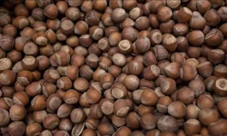 19 Nisan 2026 Pazar fındık fiyatları ne kadar? Bugün fındık fiyatları ne kadar?