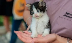 Türkiye'de ki en hayvansever iller buralar!