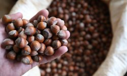 14 Nisan 2026 salı fındık fiyatları ne kadar? İl il güncel fındık fiyatları