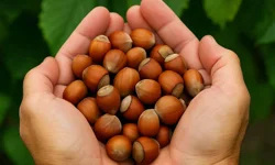 29 Nisan 2026 Çarşamba fındık fiyatları ne kadar?
