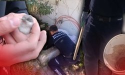 Antalya'da itfaiye dakikalarla yarıştı! Kirpi ve serçeler kurtarıldı