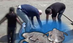 Antalya'da üzen manzara! Caretta Caretta ölü bulundu