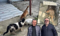 Antalya’da skandal! Evde kapalı tutulan hayvanlar kurtarıldı