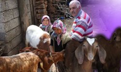 Antalya’da keçi yetiştiricilerine otlak engeli: “Hayvanlarımız telef oldu”