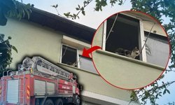 Alanya’da kedi ihbarı ekipleri harekete geçirdi