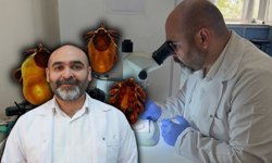 Kış bitti kene tehlikesi bitmedi