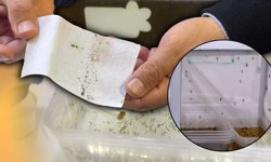 Yağışların ardından Antalya'da sivrisinek riski kapıda!