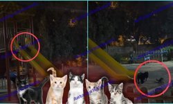 Antalya’da gülümseten anlar: Anne kedi ve yavruları kaydıraktan kaydı!