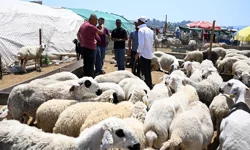 2026 Küçükbaş kurbanlık fiyatları ne kadar?