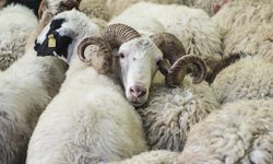 Kurban Bayramı tatili kaç gün?