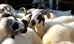 2026 Kurban bayramı ne zaman? Kurban Bayramı tatili kaç gün?