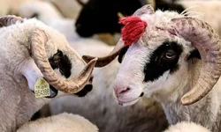 İslam Dünyasında Büyük Bir Heyecanla Beklenen Kurban Bayramı Yaklaşıyor