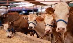 Kurbanlık fiyatlarının en pahalı olduğu iller