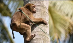 Uganda Ormanlarında Şempanze Grupları Arasında Yaşanan Tarihi Bölünme Ve Çatışma Süreci