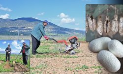 Antalya’da ipek böcekçiliği için yeni adım
