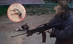 Antalya'da kavga eden köpeklerden birini tüfekle vurdu! İşte o anlar