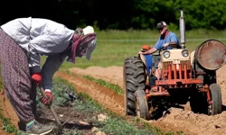Antalya'da tarımın en yoğun olduğu ilçeler belli oldu!
