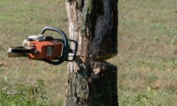 Antalya'da kesim sırasında üzerine ağaç devrilen adam hayatını kaybetti!