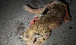 Burdur'da koruma altındaki vaşak telef oldu!