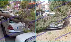 Antalya’da fırtına ağaçları devirdi, araçlar zarar gördü!