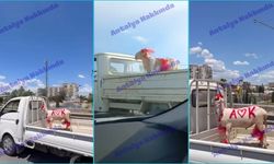 Antalya’da bayram heyecanı yollara taştı! Süslü kurbanlıklar görüntülendi
