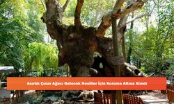 Asırlık Çınar Ağacı Gelecek Nesiller İçin Koruma Altına Alındı