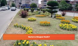 Bartın'ın Simgesi Nedir?
