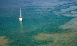 Deniz Ekosistemlerinde Gözlenen Olağandışı Plankton Artışının Perde Arkası