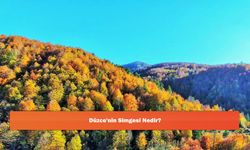 Düzce'nin Simgesi Nedir?