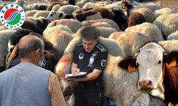 Antalya'da izinsiz kurban satışına sıkı denetim!