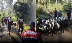 Antalya'da kaybolan 41 keçi bulundu!