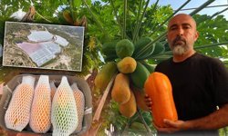 Antalya'da papaya hasadı başladı: Tropikal meyvede talep katlanıyor!