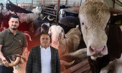 Antalya'da kurbanlık pazarında hareketlilik: İşte kurbanlık satış fiyatları!