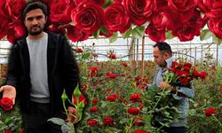 Antalya’da gül üreticisi dertli! Sera ile vitrin arasında uçurum var