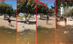 Antalya'da tatilcinin karga kabusu: Otele kadar kovaladılar!