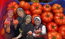 Antalya'da domates mesaisi! Genç çiftçiden ilk hasat