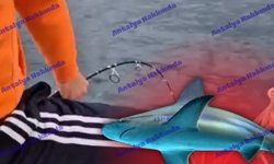 Antalya’da amatör balıkçıların oltasına köpekbalığı takıldı!